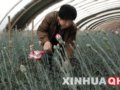 青海：發(fā)展溫室設(shè)施農(nóng)業(yè) 鋪就農(nóng)民致富路(圖)
