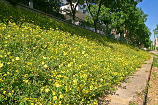 苦荬菜