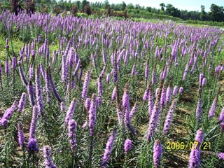 蛇鞭菊