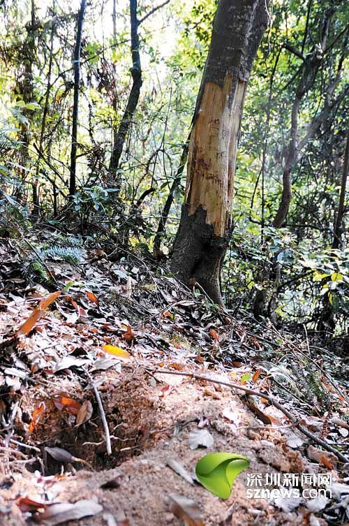 梧桐山景區(qū)有人毀林開果園 上百年樟樹被砍