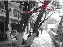 長沙：誰傷了芙蓉路“五胞胎”樟樹