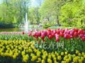 郁金香如何在公園中合理應用