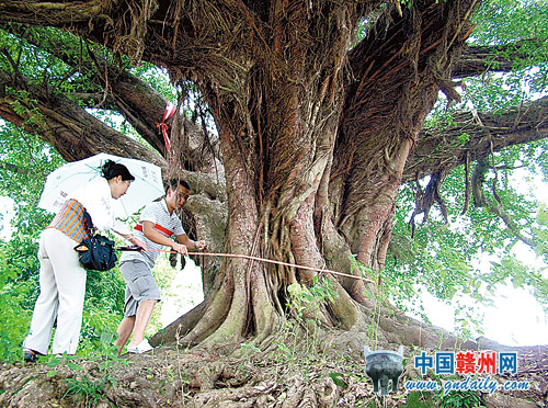 圖為贛州市園林局工作人員在測量一棵古榕樹的胸徑。