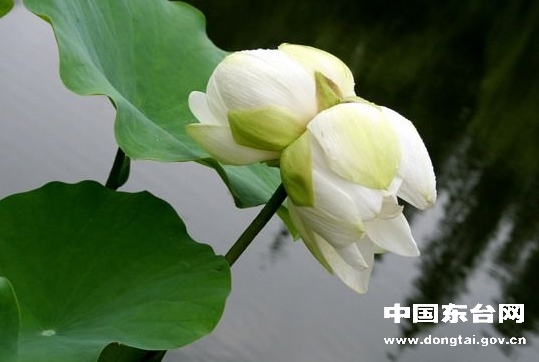 江蘇：東臺水鄉(xiāng)驚現(xiàn)荷花盛開白色并蒂蓮
