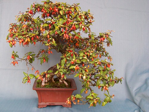 中國風景園林網 植物