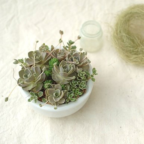 多肉植物 子持蓮華 子持年華