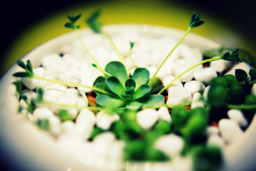 多肉植物 子持蓮華 子持年華