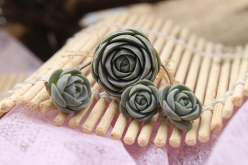 多肉植物 子持蓮華 子持年華