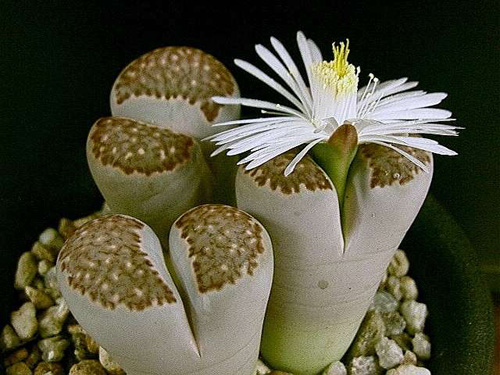多肉植物 生石花 番杏