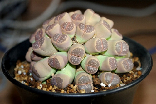 多肉植物 生石花 番杏