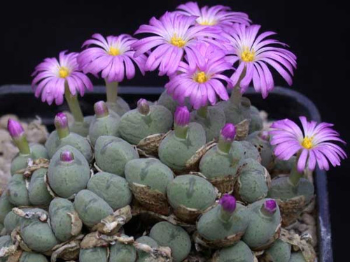 多肉植物 石生花 番杏