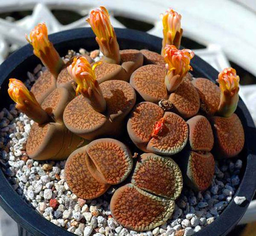 多肉植物 石生花 番杏