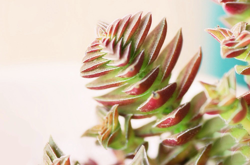 多肉植物 星乙女錦 青鎖龍屬