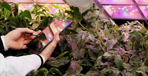 植物研究 植物科學(xué) 園藝 LED照明系統(tǒng)