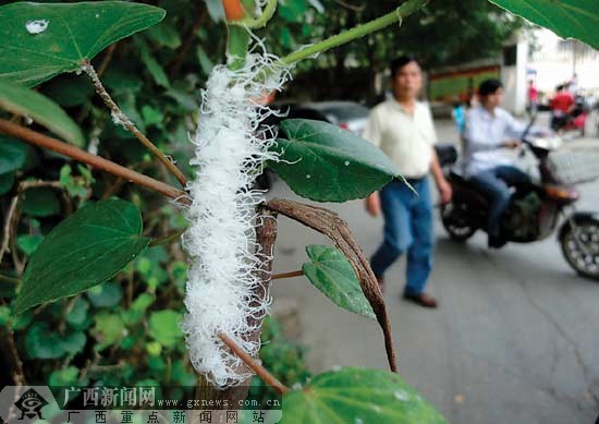 植物寄生蟲(chóng)