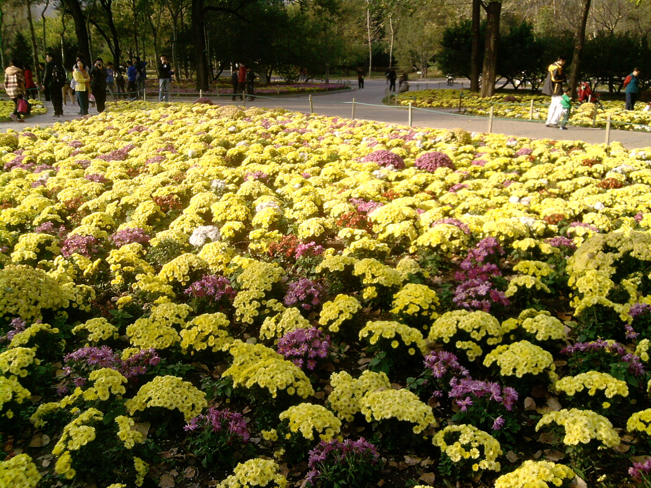 香山紅葉 秋游植物園 萬(wàn)葉戀歌 植物園 紅楓