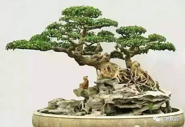 你應(yīng)該知道的苗木盆景行業(yè)術(shù)語