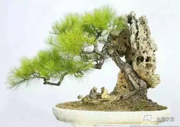 你應該知道的苗木盆景行業(yè)術語
