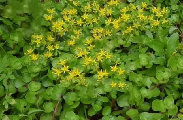 認(rèn)識植物：這些常見的園林植物你認(rèn)識嗎？