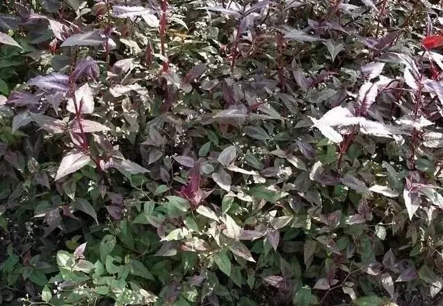 認(rèn)識(shí)植物：這些常見(jiàn)的園林植物你認(rèn)識(shí)嗎？
