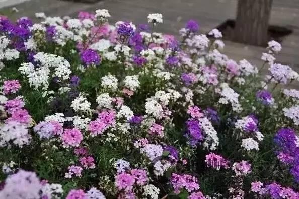 認(rèn)識(shí)植物：這些常見(jiàn)的園林植物你認(rèn)識(shí)嗎？
