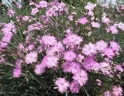 認(rèn)識(shí)植物：這些常見(jiàn)的園林植物你認(rèn)識(shí)嗎？