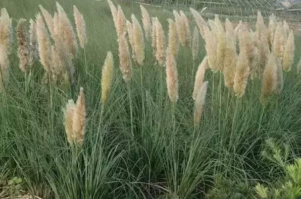認識植物：這些常見的園林植物你認識嗎？