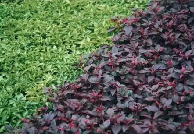 認(rèn)識植物：這些常見的園林植物你認(rèn)識嗎？