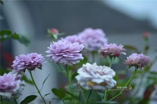 露臺(tái)上建造的花園