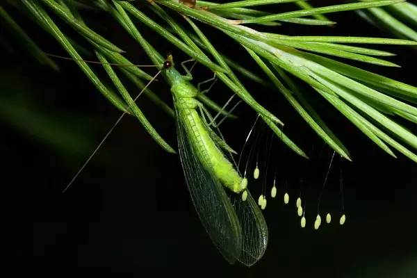 這些園林植物的守護(hù)神，請(qǐng)別傷害它們！