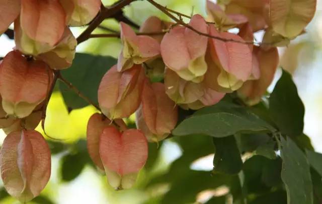 你知道如何種植苗木才能賺錢(qián)嗎？