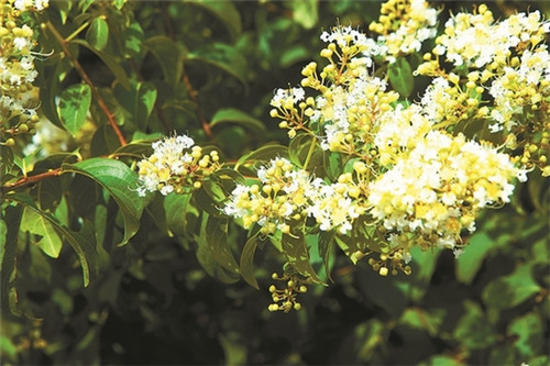 為瀕危植物撐起“保護(hù)傘”