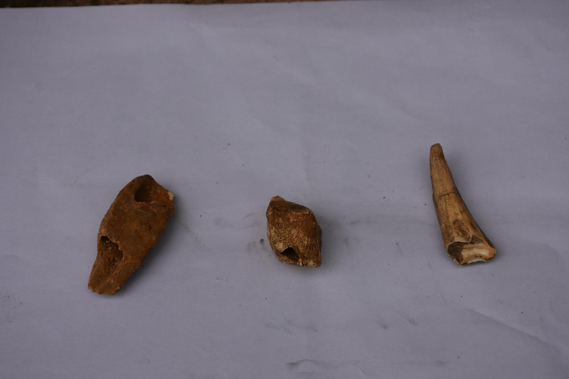 廣東陽春崆峒巖景區發現疑似動植物化石