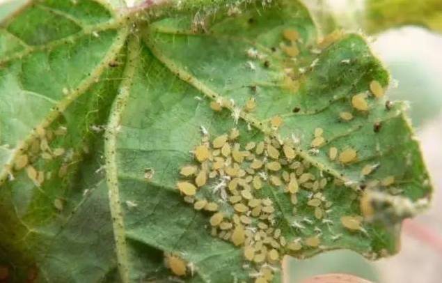 植物生病了怎么判斷？