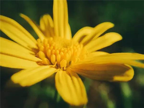插花花材，你應(yīng)該這樣挑
