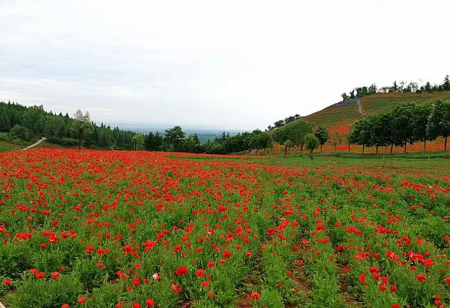 秦嶺國(guó)家植物園打造生態(tài)保護(hù)新高地