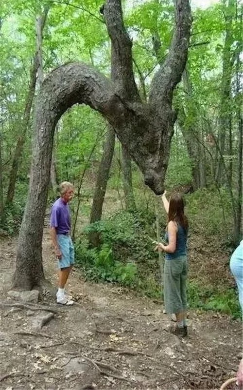 這些千年古樹，都是寶物啊