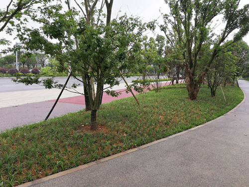 園冶杯專業(yè)獎(jiǎng)：梅溪湖路西延線道路景觀設(shè)計(jì)