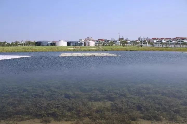 魔都這個23萬平濕地公園，本周末起免費開放