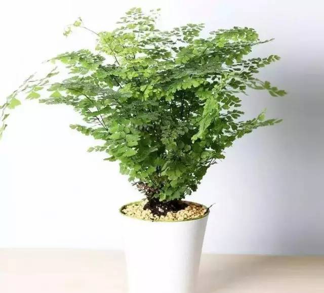 植物也看氣質(zhì)，哪種花卉更適合你的家？