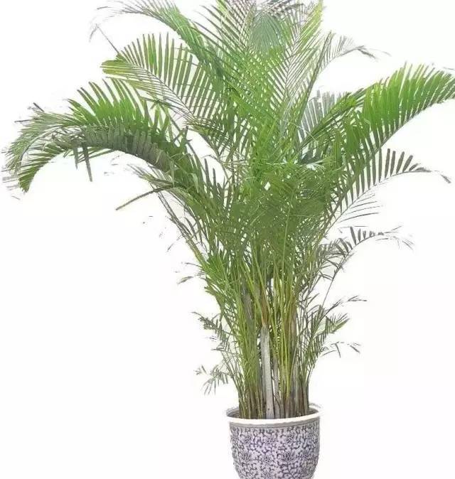 植物也看氣質(zhì)，哪種花卉更適合你的家？