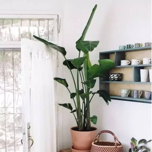 植物也看氣質(zhì)，哪種花卉更適合你的家？