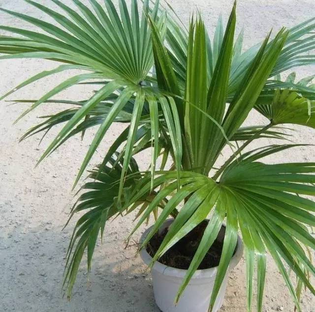 植物也看氣質(zhì)，哪種花卉更適合你的家？