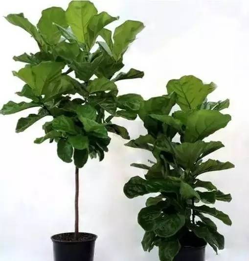 植物也看氣質(zhì)，哪種花卉更適合你的家？