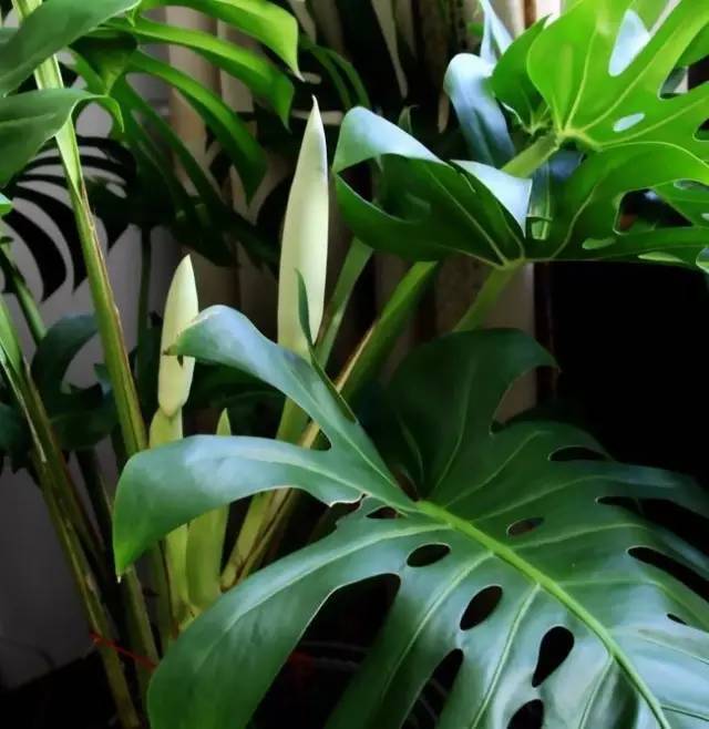 植物也看氣質(zhì)，哪種花卉更適合你的家？