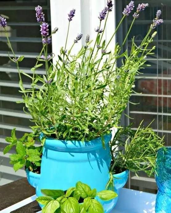 植物也看氣質(zhì)，哪種花卉更適合你的家？