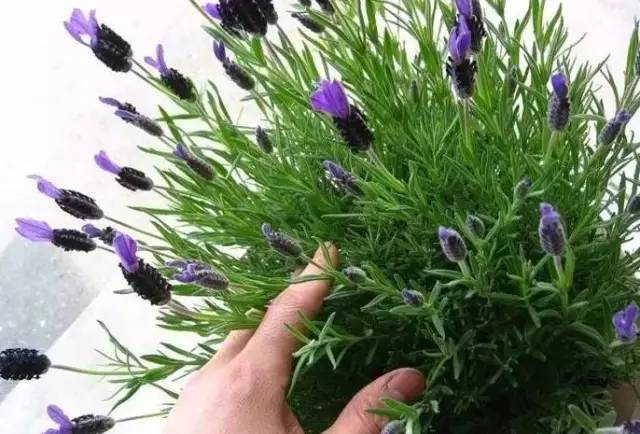 植物也看氣質(zhì)，哪種花卉更適合你的家？