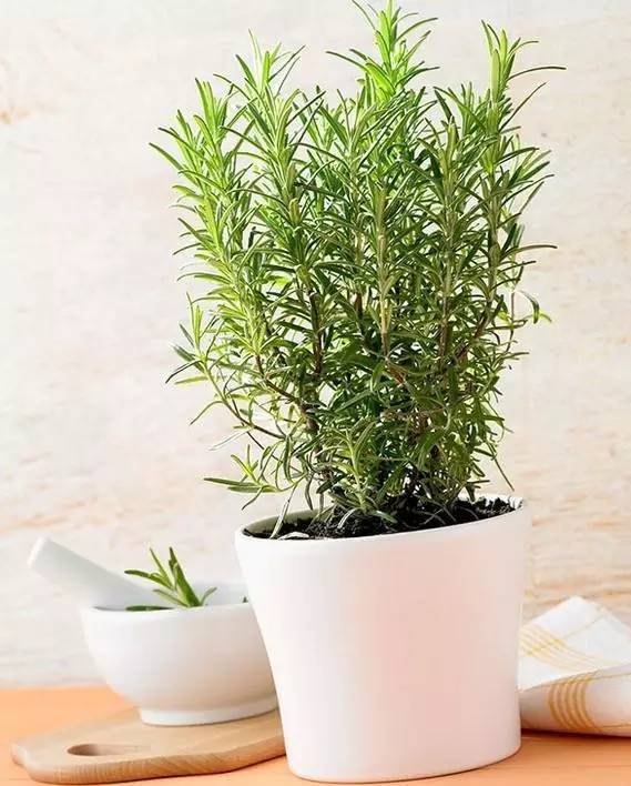 植物也看氣質(zhì)，哪種花卉更適合你的家？