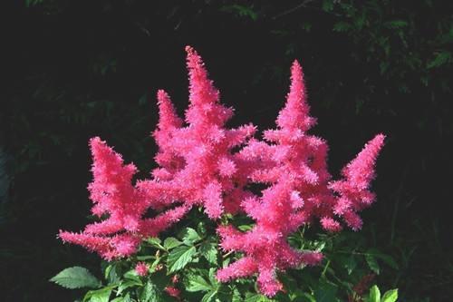 這些花卉植物，在任何地方都可以養(yǎng)殖的很好