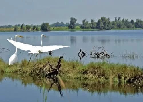 白鷺灣濕地公園如同一幅天然水墨畫(huà)卷
